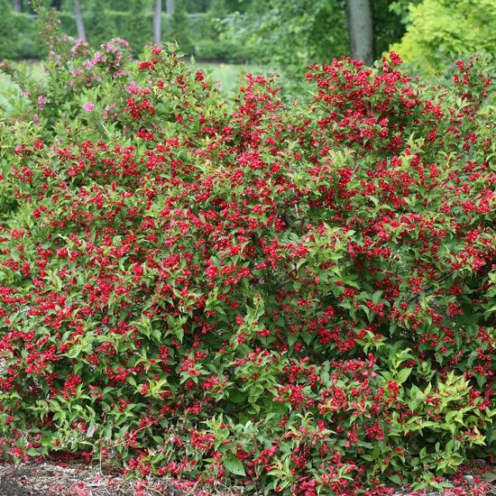 Picture of Sonic Bloom® Red Weigela Plant