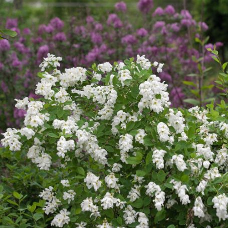 Picture of Snow Day® Blizzard Exochorda
