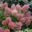 Picture of Bobo® Hydrangea Bush