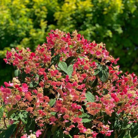 Picture of Quick Fire® Hydrangea Bush
