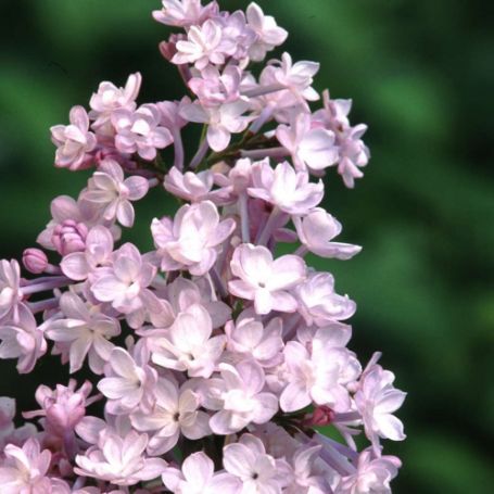 Picture of Anabel Lilac Bush