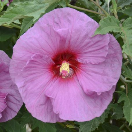 Picture of Summerific®  Berrylicious™ Hardy Hibiscus Plant