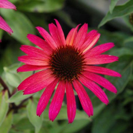 Picture of Big Sky™ Solar Flare Echinacea Plant