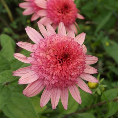 Picture of Cone-Fection™ Raspberry Truffle Echinacea Plant