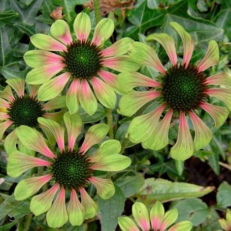 Picture of Green Envy Echinacea Plant