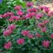 Picture of Coral Reef Monarda Plant