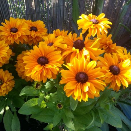 Picture of Tiger Eye Gold Rudbeckia Plant