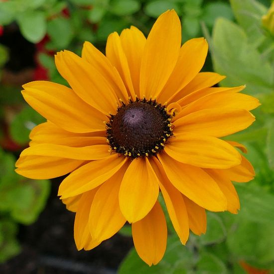 Picture of Indian Summer Rudbeckia Plant