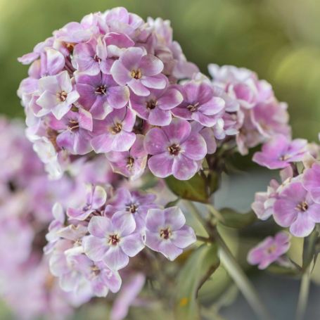 Picture of Sherbet Cocktail Tall Phlox Plant