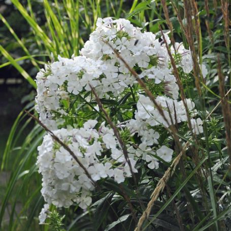 Picture of Tiara Tall Phlox Plant