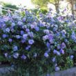 Picture of Blue Chiffon® Rose of Sharon Plant