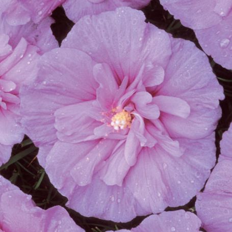 Picture of Lavender Chiffon® Rose of Sharon Plant