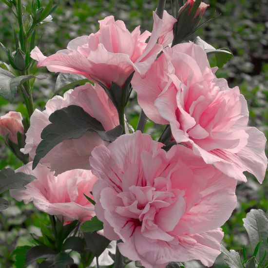 Picture of Pink Chiffon® Rose of Sharon Plant