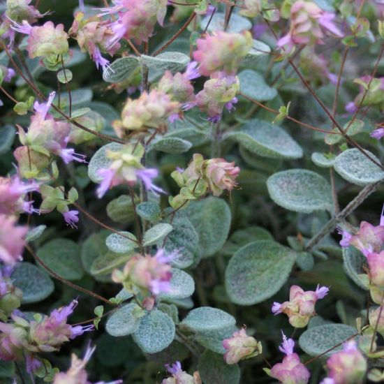 Picture of Dittany of Crete Oregano Herb Plant