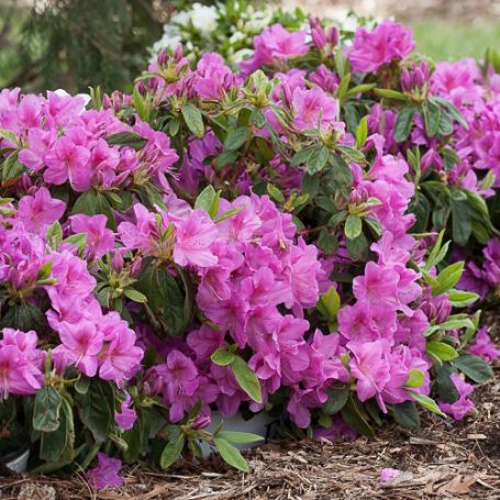 Picture of Bloom-a-Thon® Lavender Rhododendron Shrub