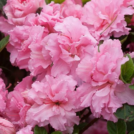 Picture of Bloom-a-Thon® Pink Double Rhododendron Shrub