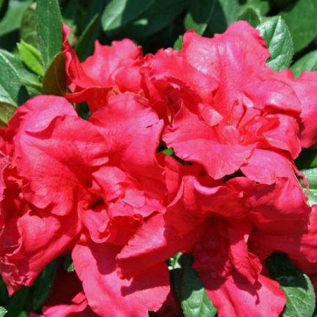 Picture of Bloom-a-Thon® Red Rhododendron Shrub