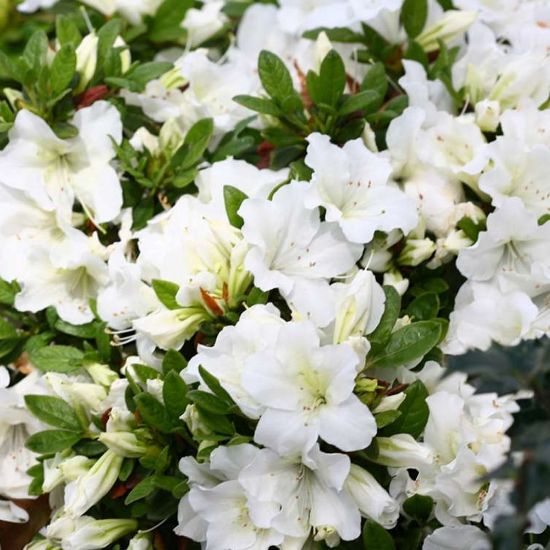 Picture of Bloom-a-Thon® White Rhododendron Shrub