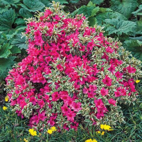 Picture of Bollywood® Rhododendron Shrub