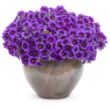 Picture of Superbells® Grape Punch™ Calibrachoa Plant