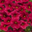 Picture of Superbells® Red Calibrachoa Plant