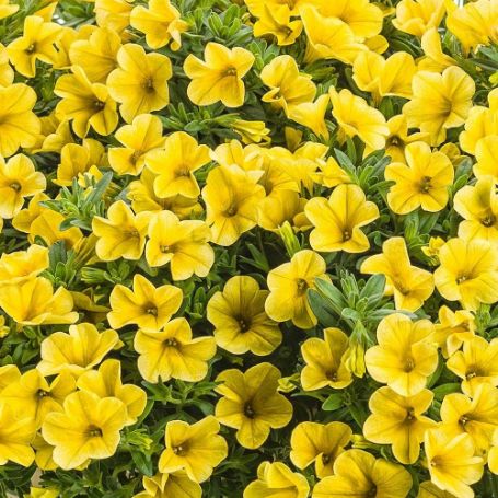 Picture of Superbells® Yellow Calibrachoa Plant