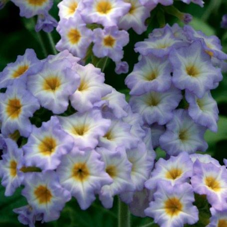 Picture of Simply Scentsational® Heliotrope Plant