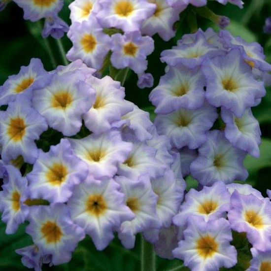 Picture of Simply Scentsational® Heliotrope Plant