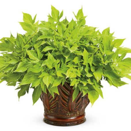 Picture of Proven Accents® Sweet Caroline Light Green Ipomoea Plant