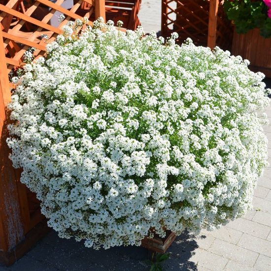 Picture of Snow Princess® Lobularia Plant
