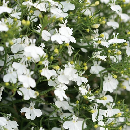 Picture of Laguna® White Lobelia Plant