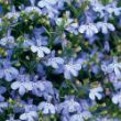 Picture of Laguna® Sky Blue Lobelia Plant
