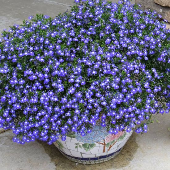 Picture of Laguna® Compact Blue w/ Eye Lobelia Plant
