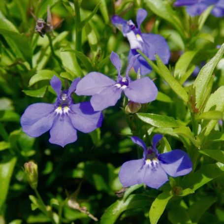 Picture of Lucia® Dark Blue Lobelia Plant