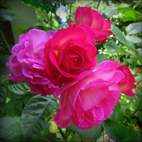 Picture of Outta the Blue Rosa Shrub Rose Bush