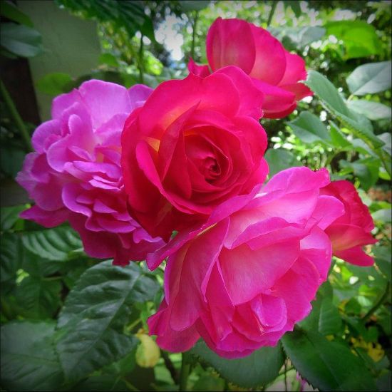 Picture of Outta the Blue Rosa Shrub Rose Bush