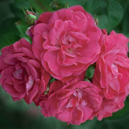 Picture of Party Hardy Rosa Shrub Rose Bush
