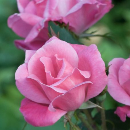 Picture of Knock Out® Pink Rose Bush