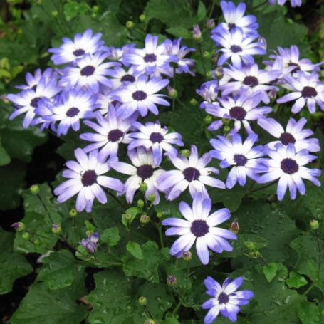 Picture of Senetti® Light Blue Bicolor Pericallis Plant