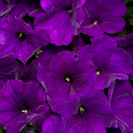 Picture of Supertunia® Royal Velvet® Petunia