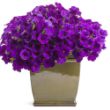 Picture of Supertunia® Royal Velvet® Petunia
