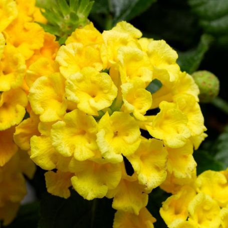 Picture of Bandana® Yellow Lantana Plant