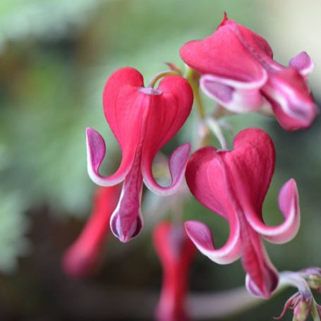 Picture of Burning Hearts Dicentra Plant