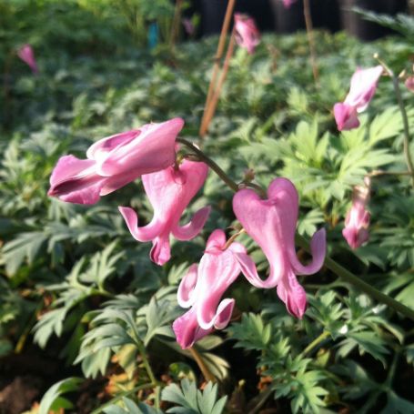 Picture of Candy Hearts Dicentra Plant