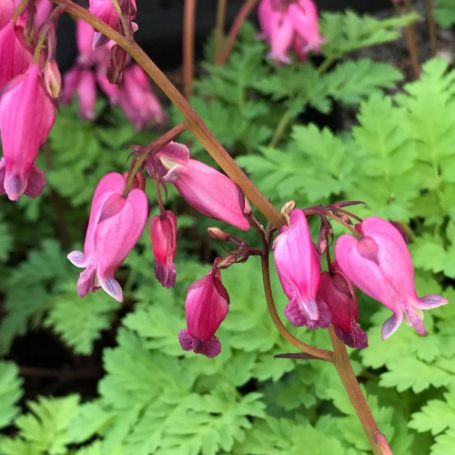 Picture of Luxuriant Dicentra Plant