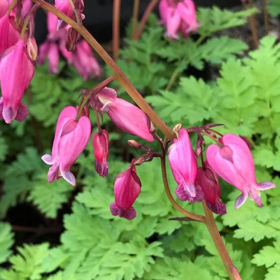 Picture of Luxuriant Dicentra Plant