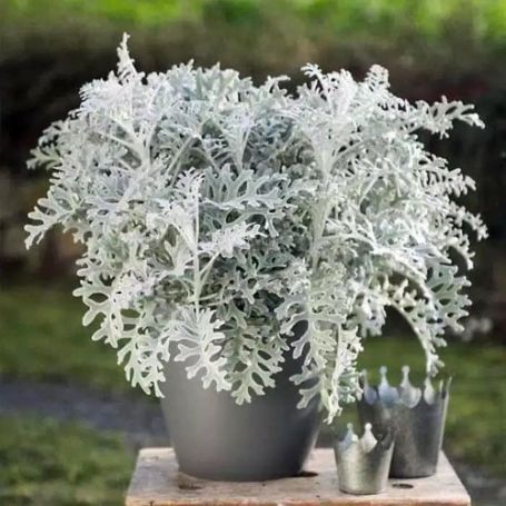 Picture of Silver Dust Dusty Miller Plant