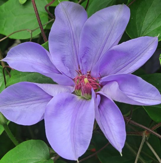 Picture of Rhapsody Clematis Plant