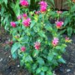 Picture of Cranberry Lace Monarda Plant