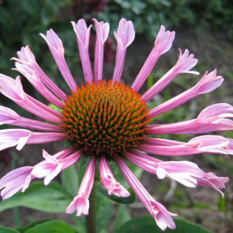 Picture of Quills and Thrills Echinacea Plant